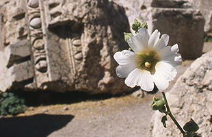 ru&iuml;nes in BAALBEK