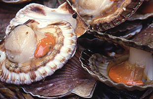 iconografie van de SCHELP